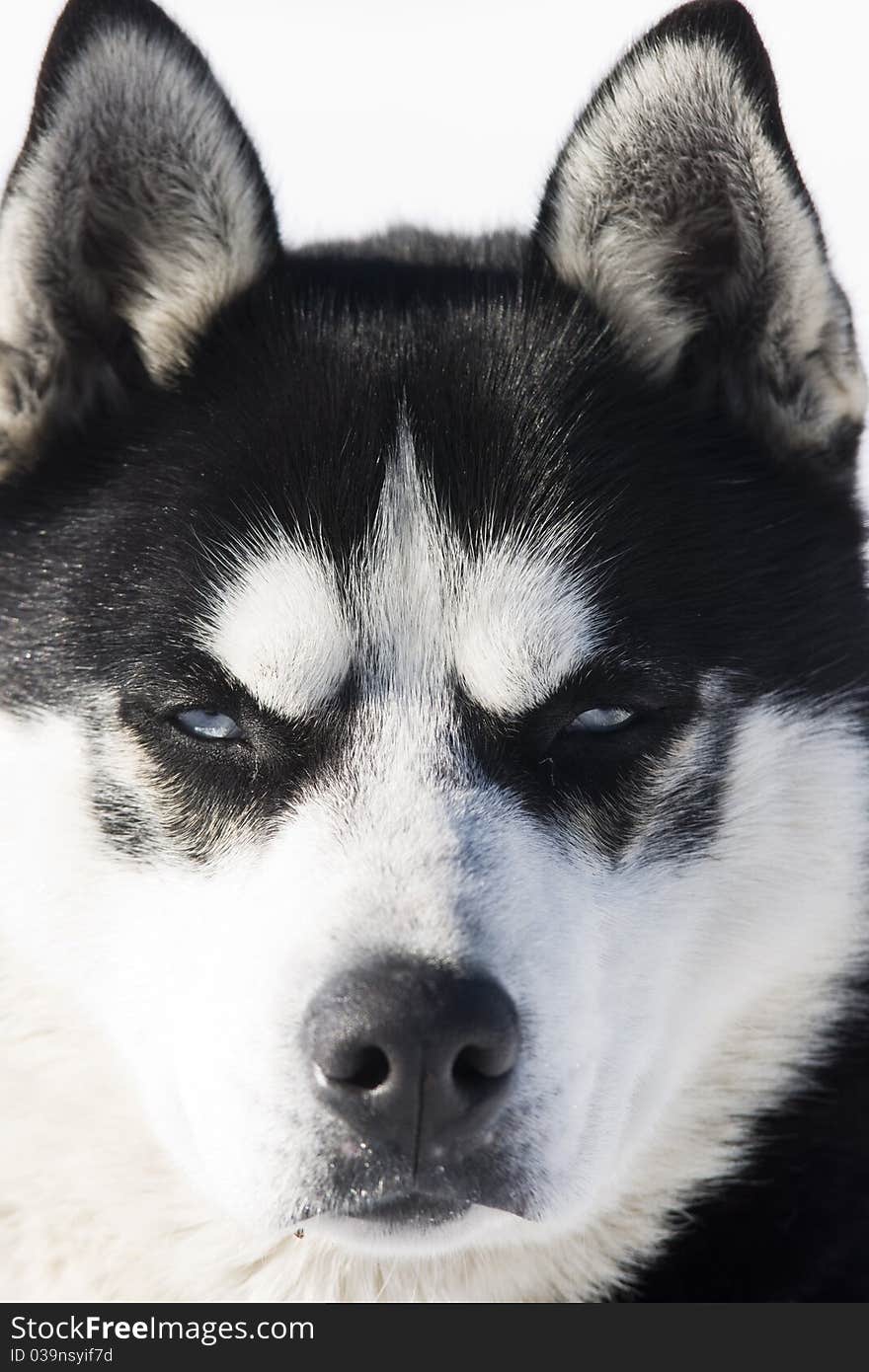 Close up on Siberian Husky in the Snow