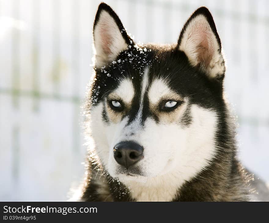 Close up on Siberian Husky in the Snow