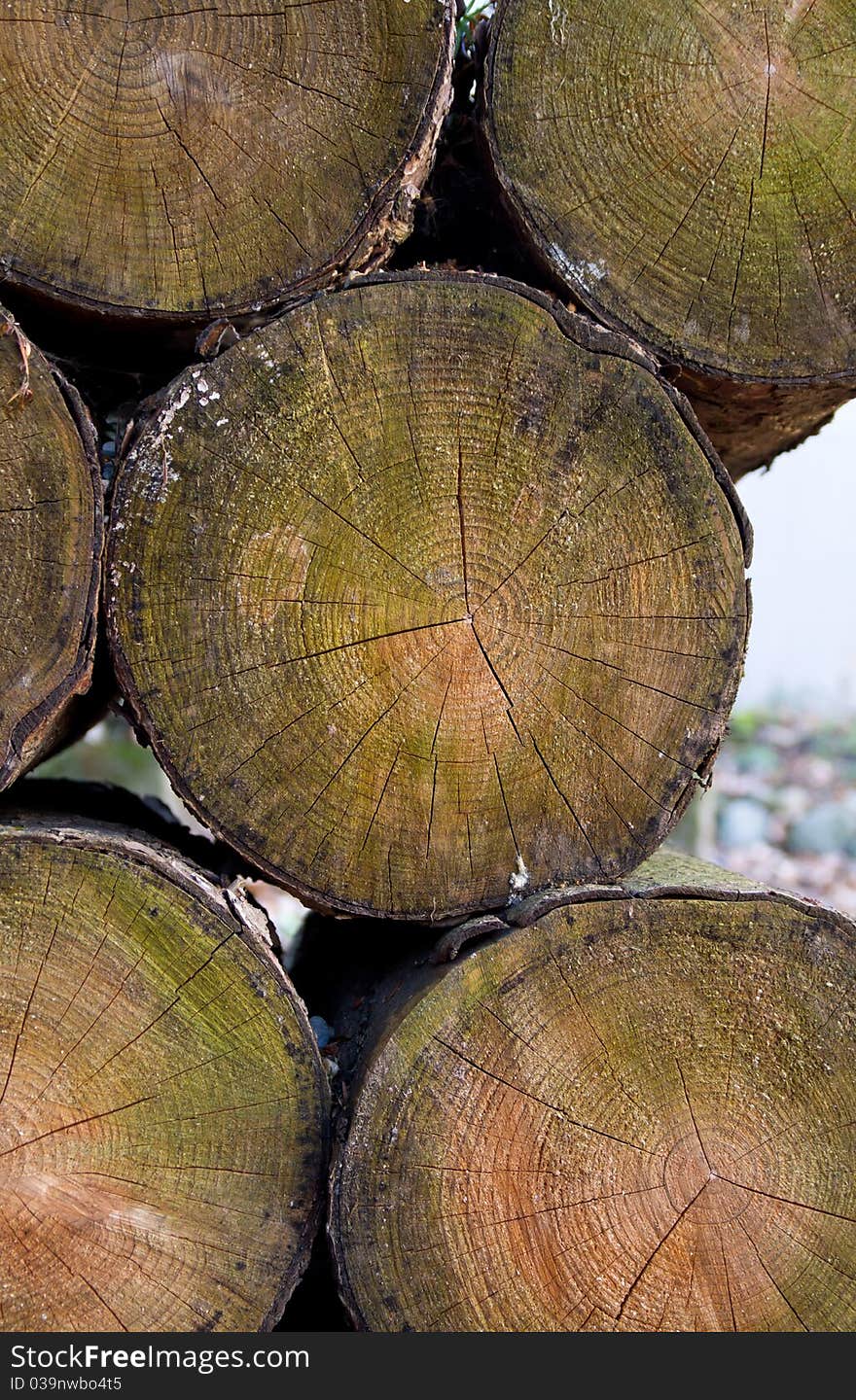 Cut logs on pile