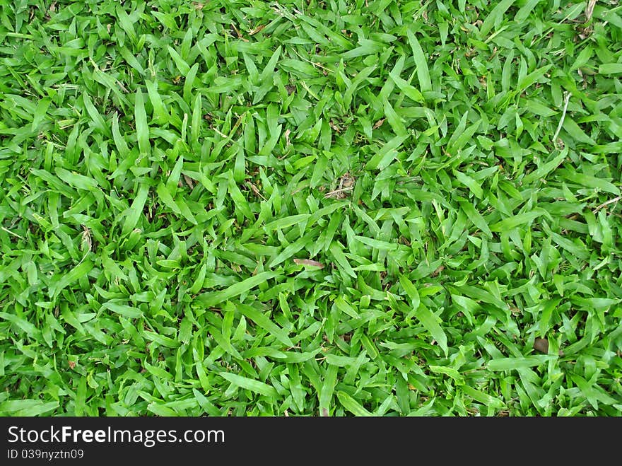The texture created by a closeup of grass