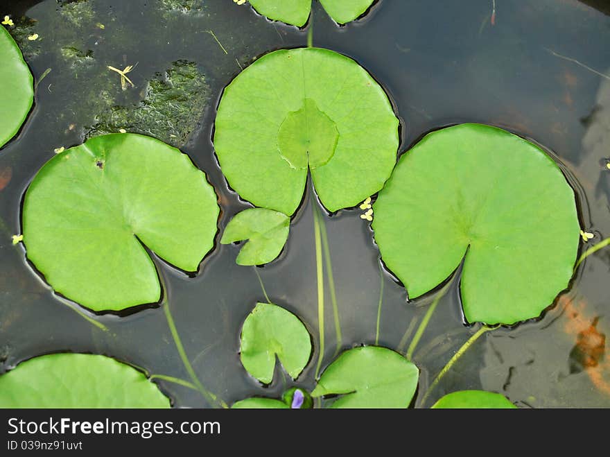 The details of huge lotus leafs over water