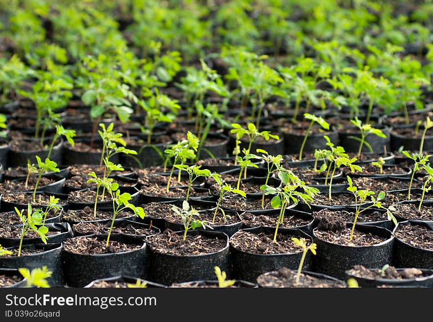 Seedlings are germinated in the field propagation. Seedlings are germinated in the field propagation.