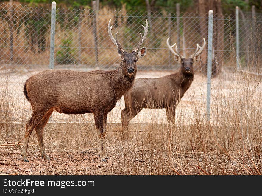 Deer taken care of well. Within wildlife sanctuaries. Deer taken care of well. Within wildlife sanctuaries.