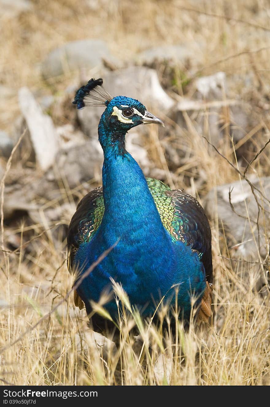 Common Peafowl  (Pavo Cristatus)