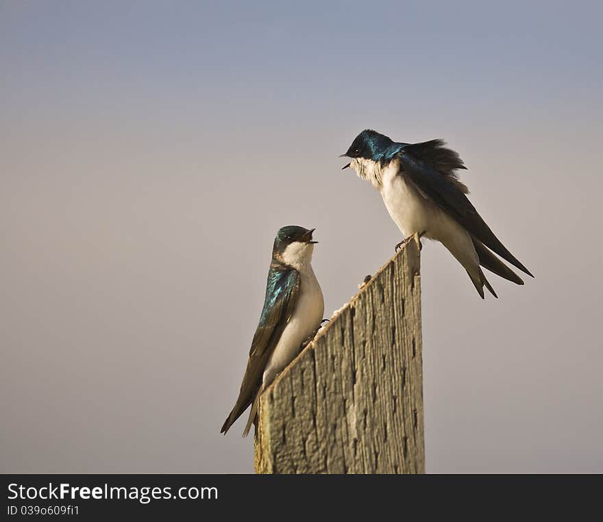 Tree Swallows 2