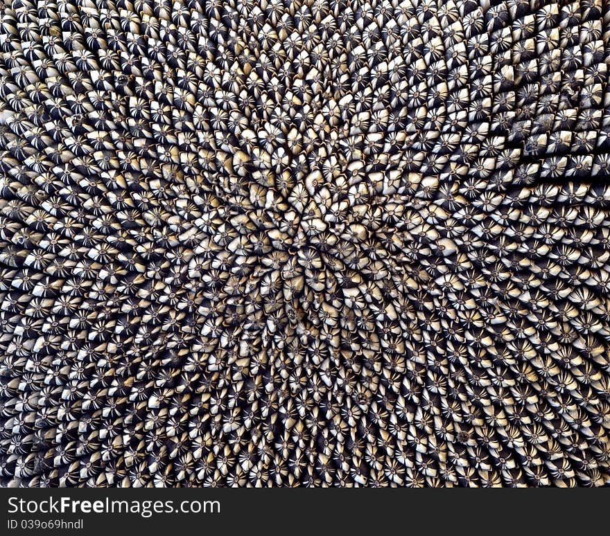 Close up of sunflower seeds