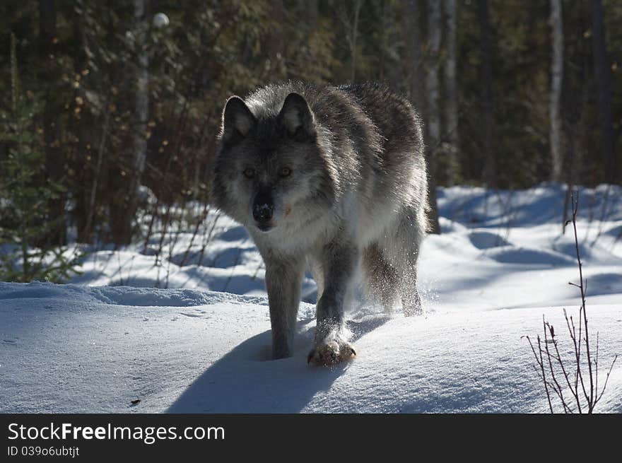 Gray Wolf