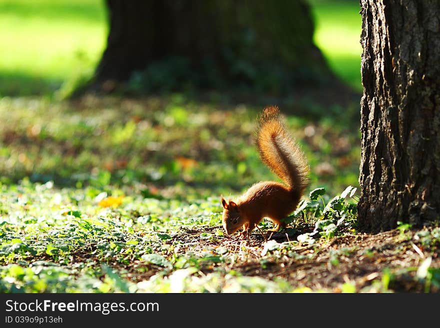 Squirrel jumps in the autumn forest. Squirrel jumps in the autumn forest