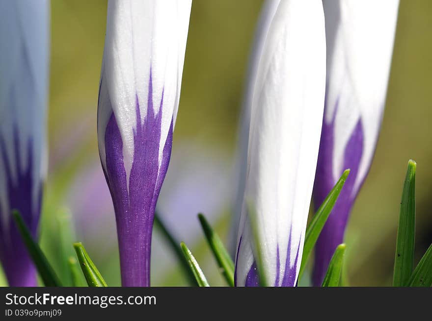 White and purple crocus