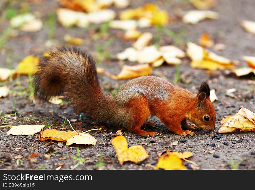 Squirrel In The Autumn Forest