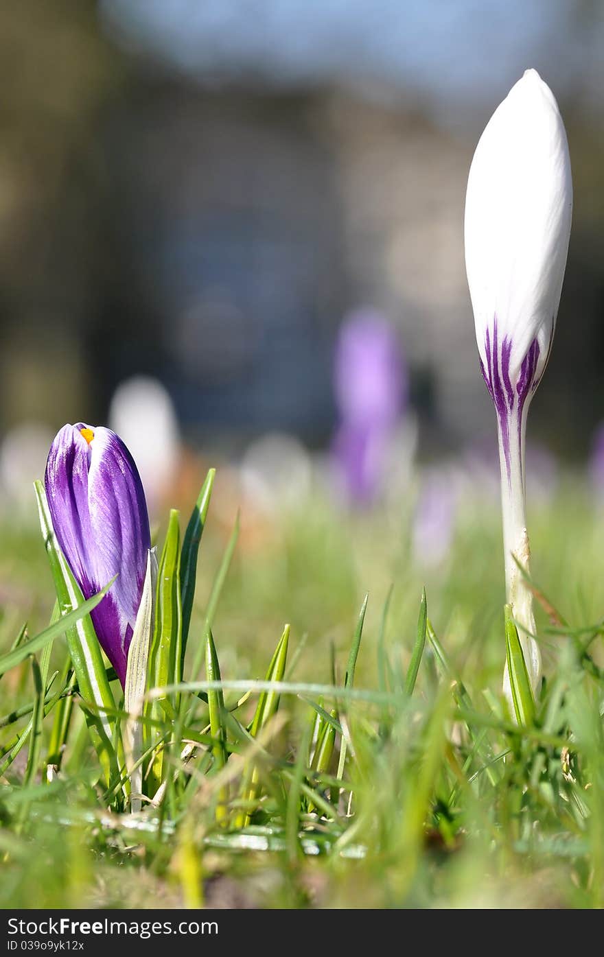 White and purple crocus flowers