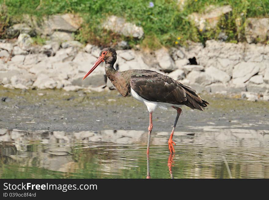 Black Stork, Ciconia nigra, in water. Black Stork, Ciconia nigra, in water