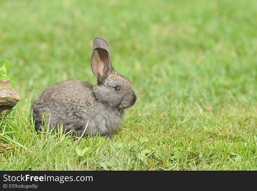 Little rabbit in the grass