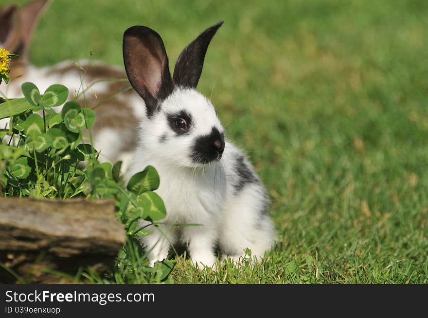 Little rabbit in the grass