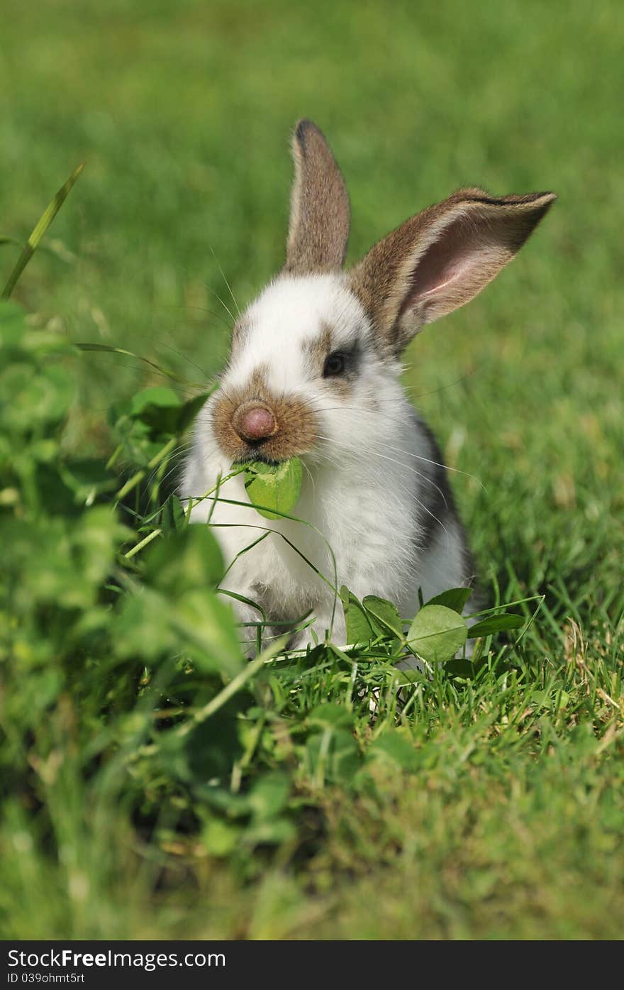 Little rabbit in the grass