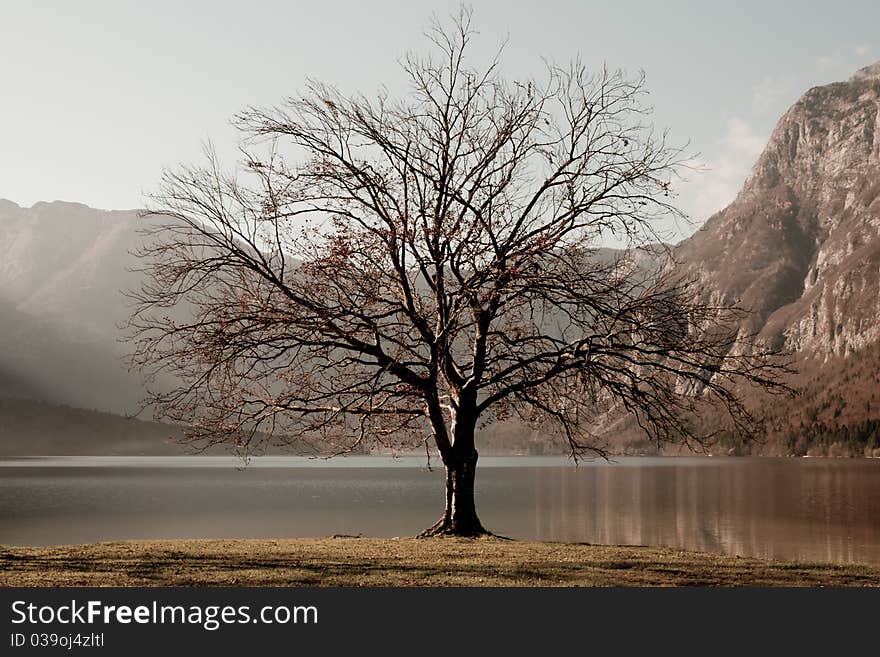 Autumn tree