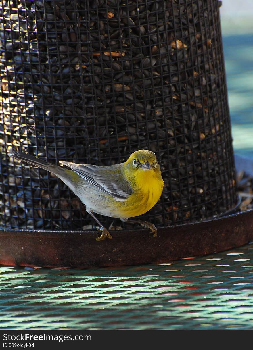 Bird feeding on sunflower seeds out of a bird feeder