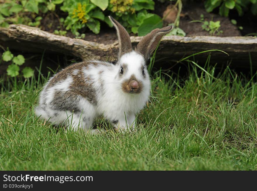 Little rabbit in the grass