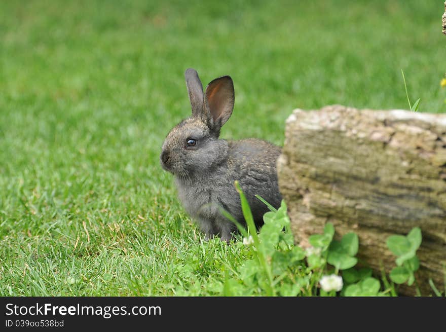 Little rabbit in the grass