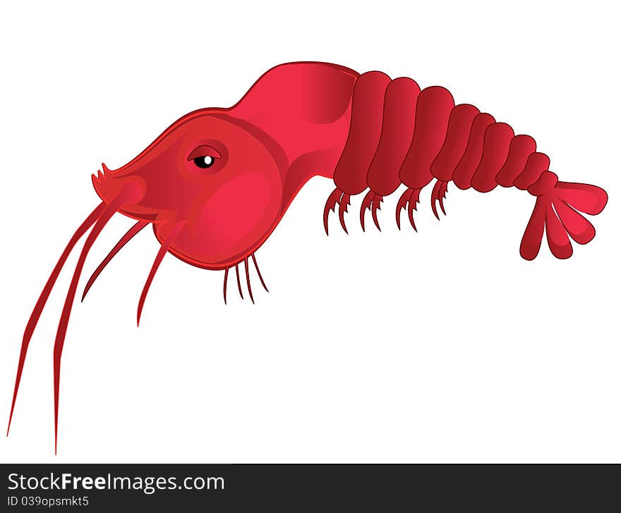 Red shrimp isolated over white