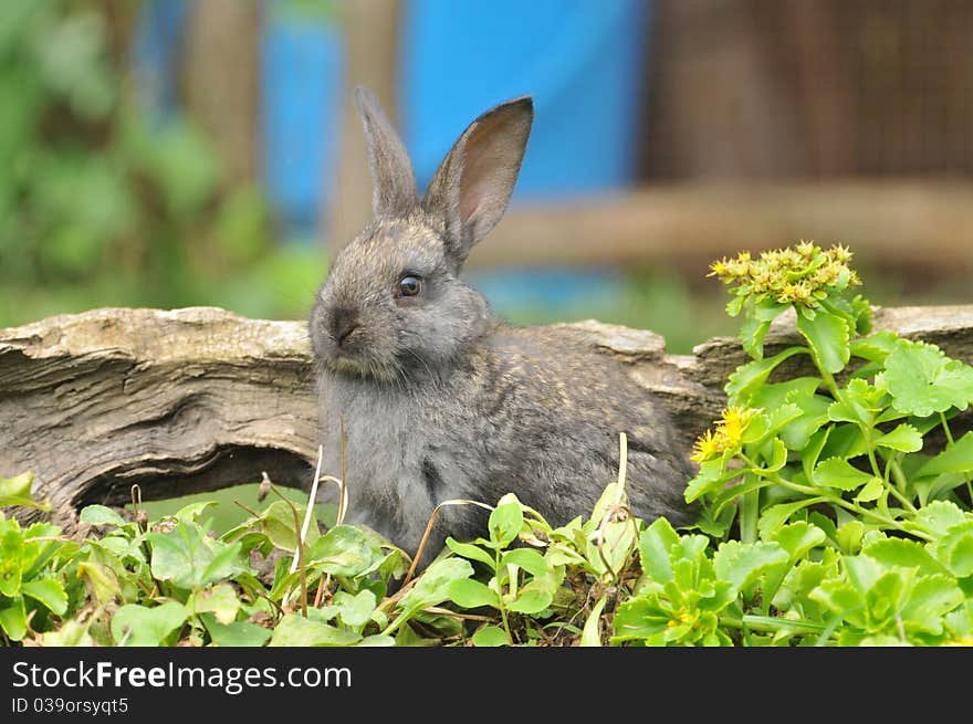 Little rabbit in the grass