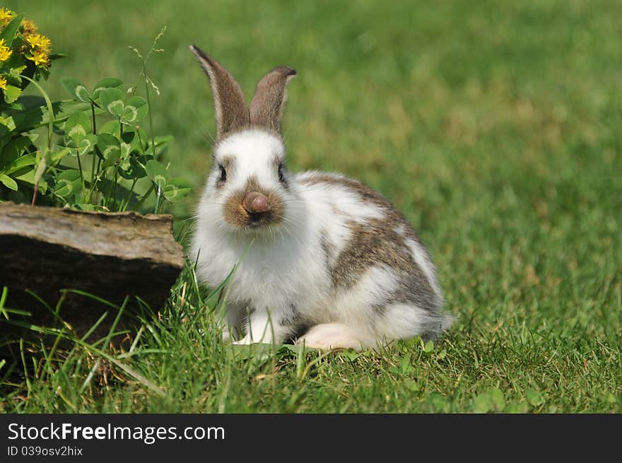 Little rabbit in the grass