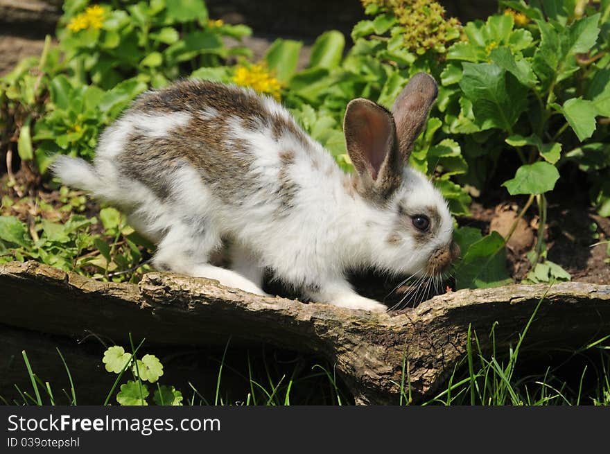 Little rabbit in the grass