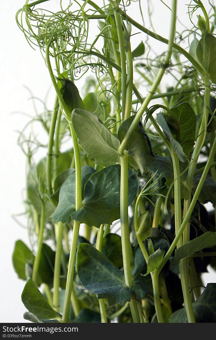 Fresh pea sprouts growing inside