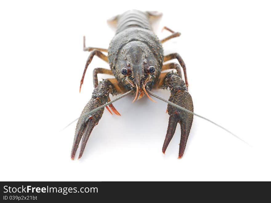 Live crayfish. Crawfish on the isolated white background.