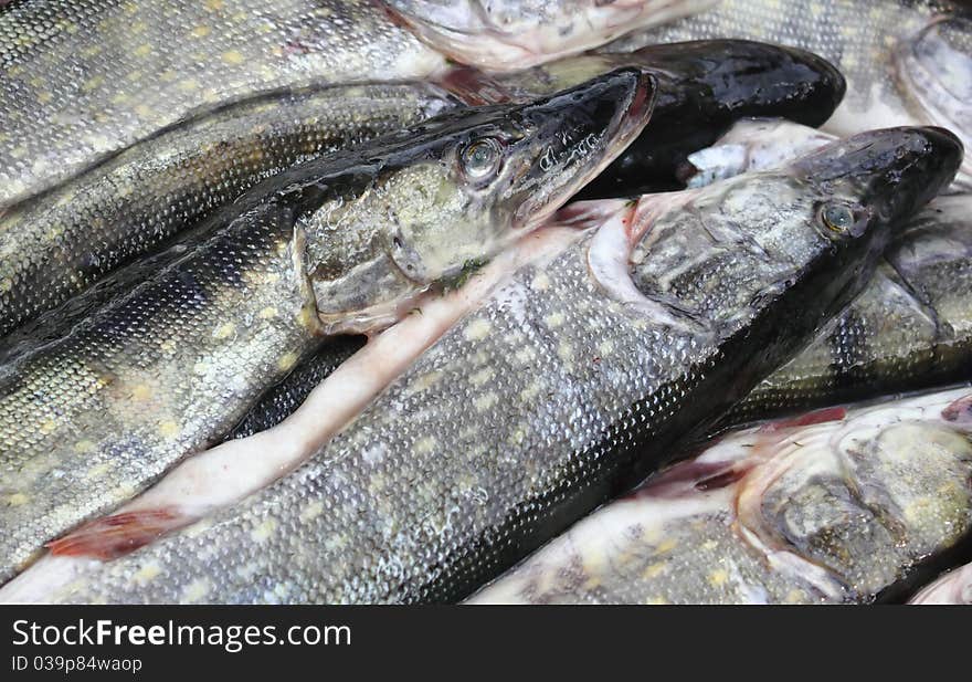 Fresh fishes in a fish market background. Fresh fishes in a fish market background