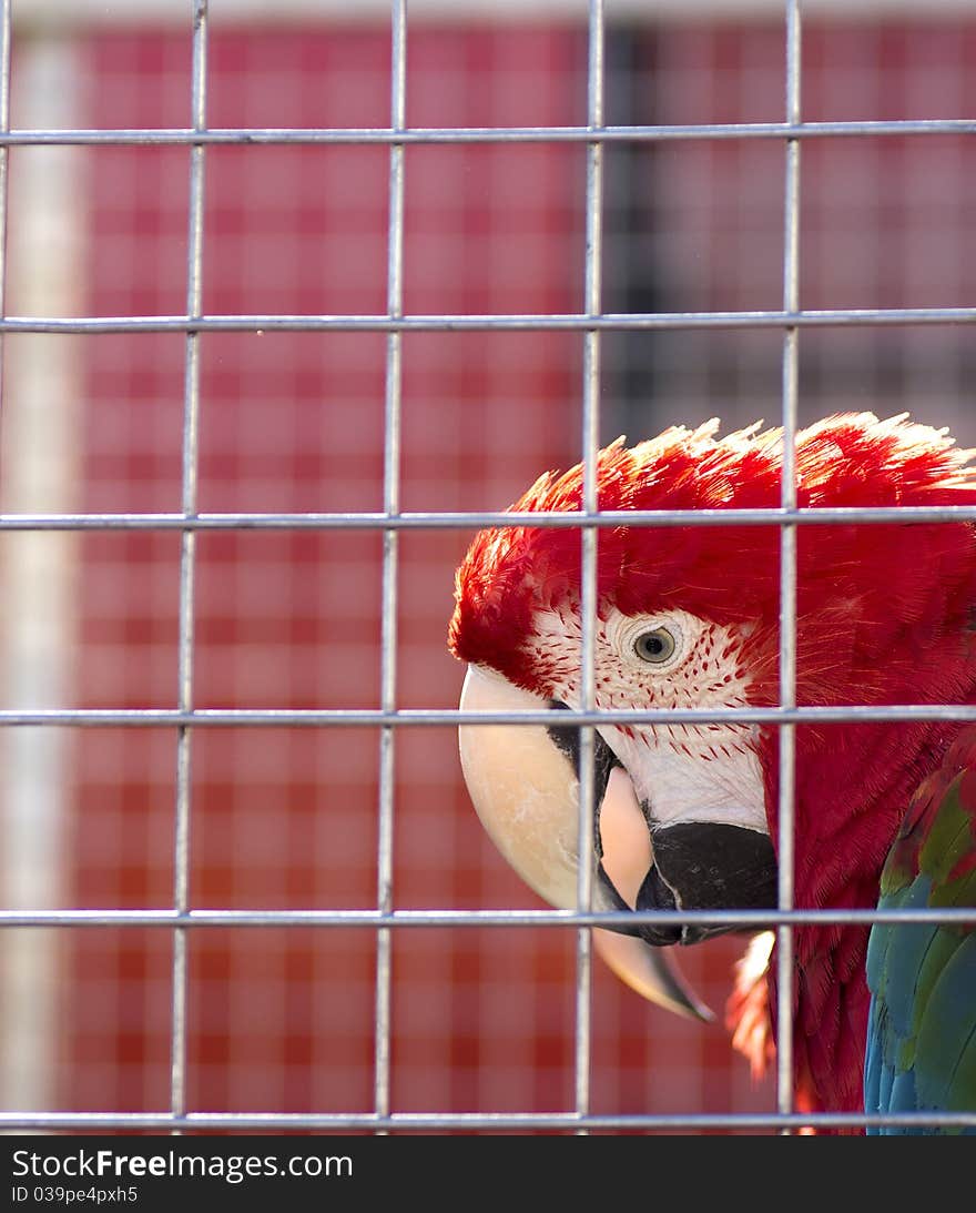 Red parrot in the cage