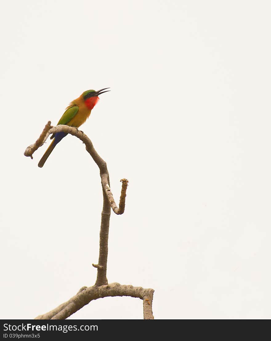 Most Bee-eaters, like this Red-throated Bee-eater (Merops bulocki) like to perch on isolated twigs or even wires after having captured an insect. Most Bee-eaters, like this Red-throated Bee-eater (Merops bulocki) like to perch on isolated twigs or even wires after having captured an insect.