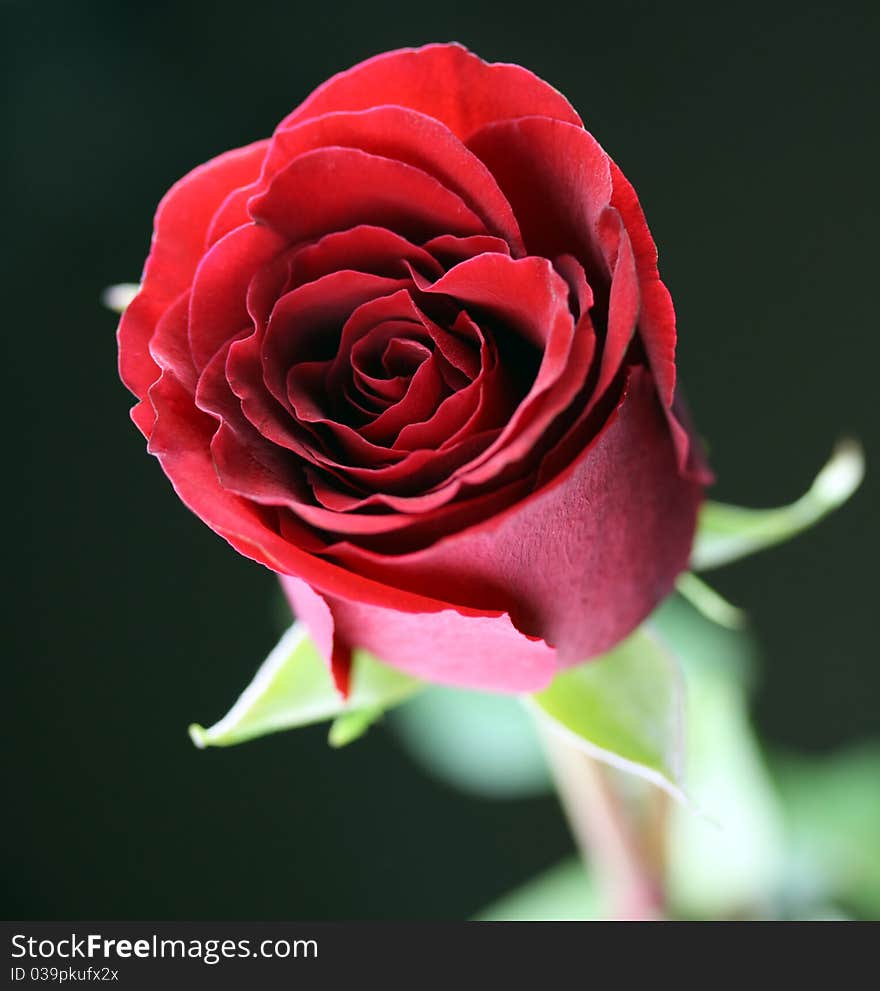 Close up of red rose