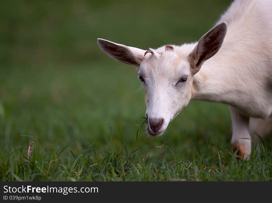 White goat with small horns eating green grass while facing camera. White goat with small horns eating green grass while facing camera