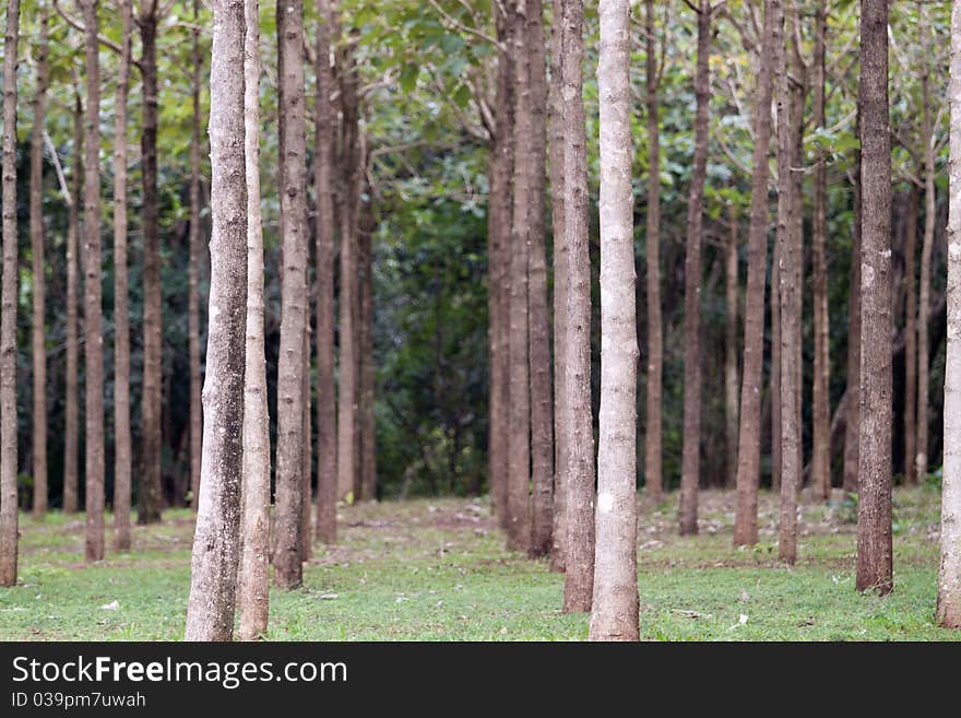 Hardwood Trees In A Row