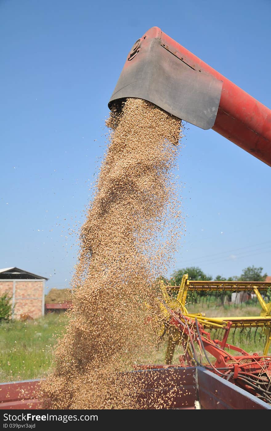 Wheat Grain