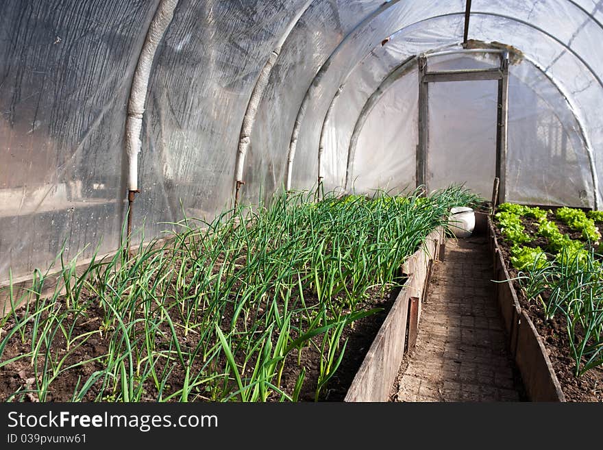 Real greenhouse