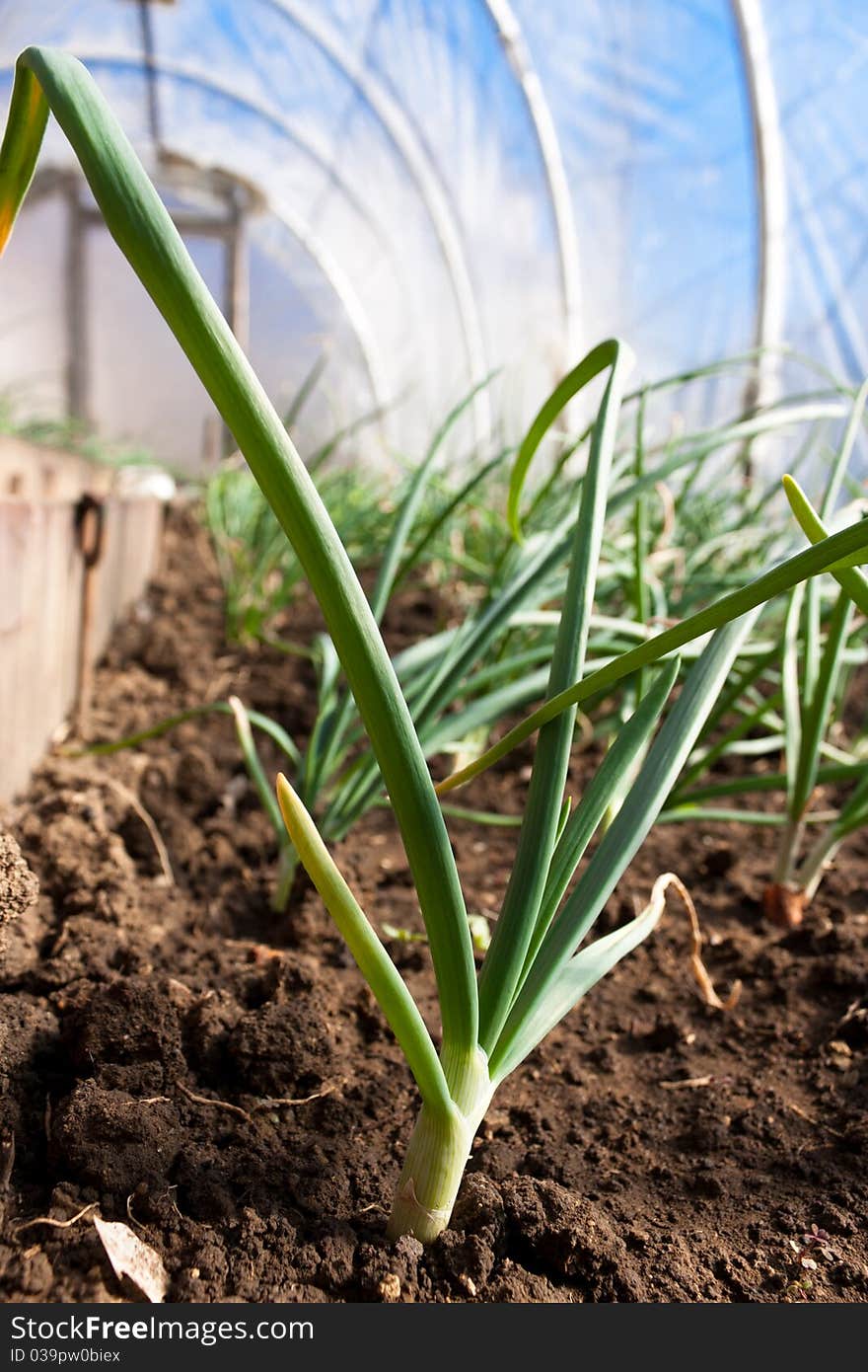 Real greenhouse