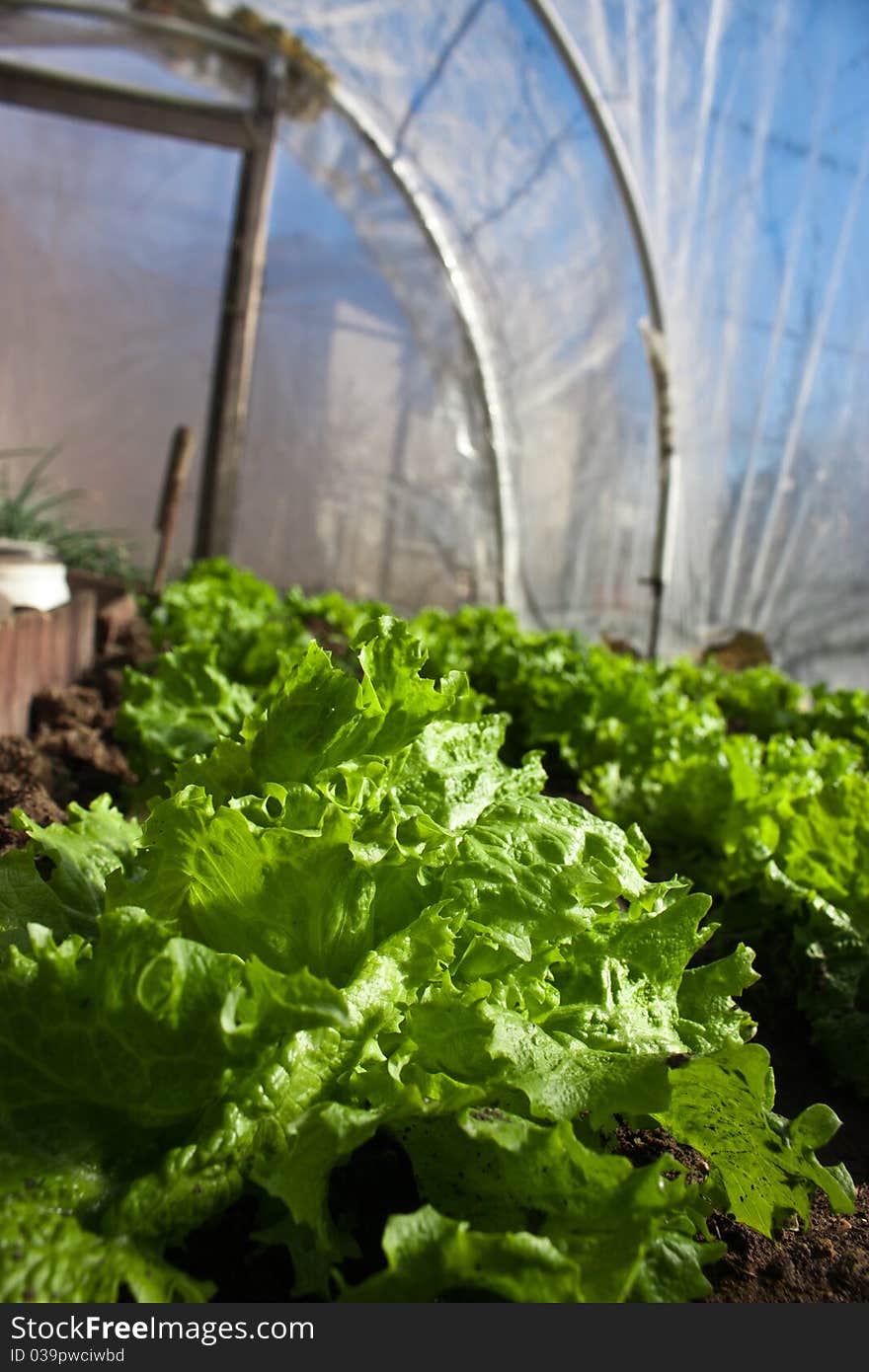 Real greenhouse