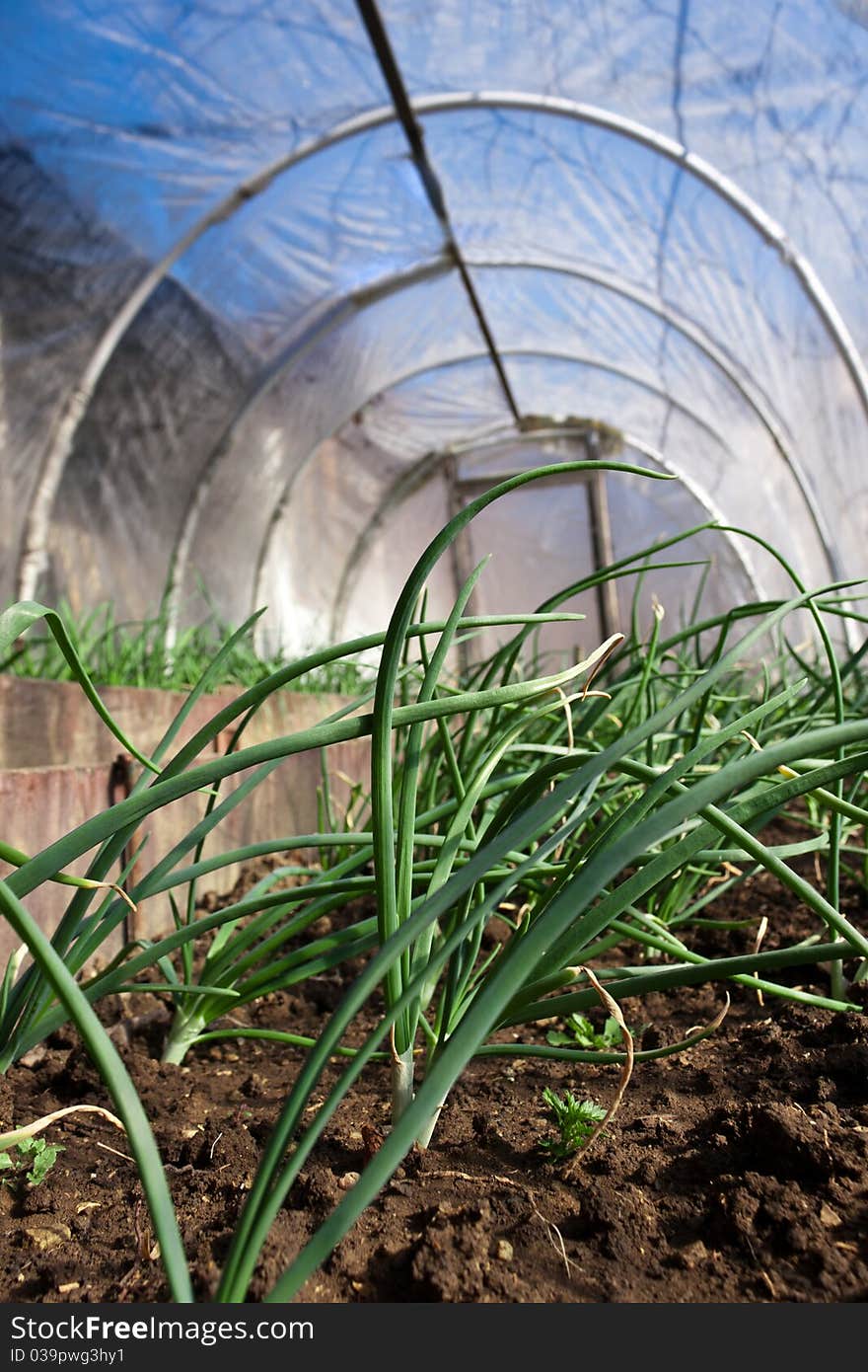 Real greenhouse