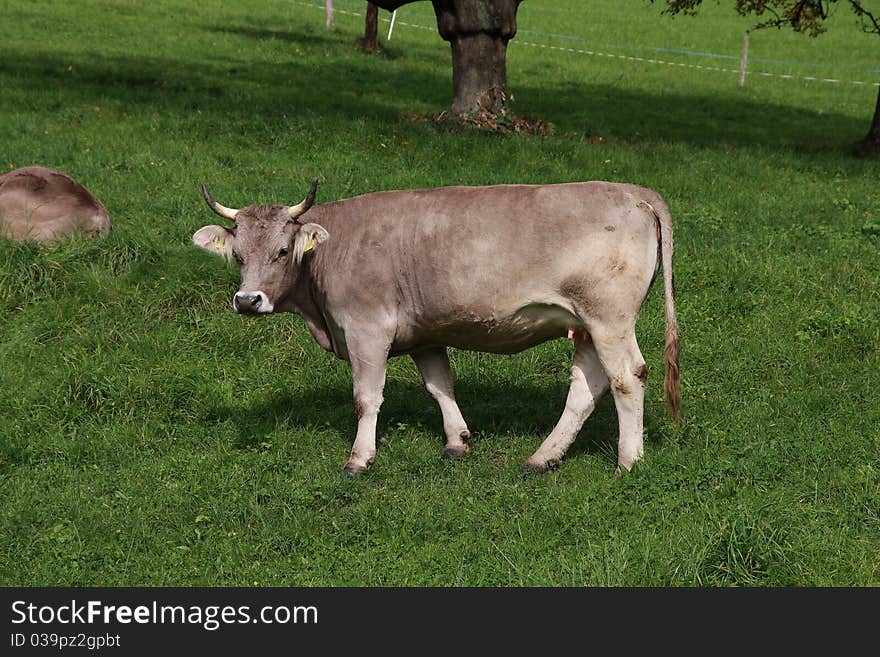 Cow on a green Swiss farm land