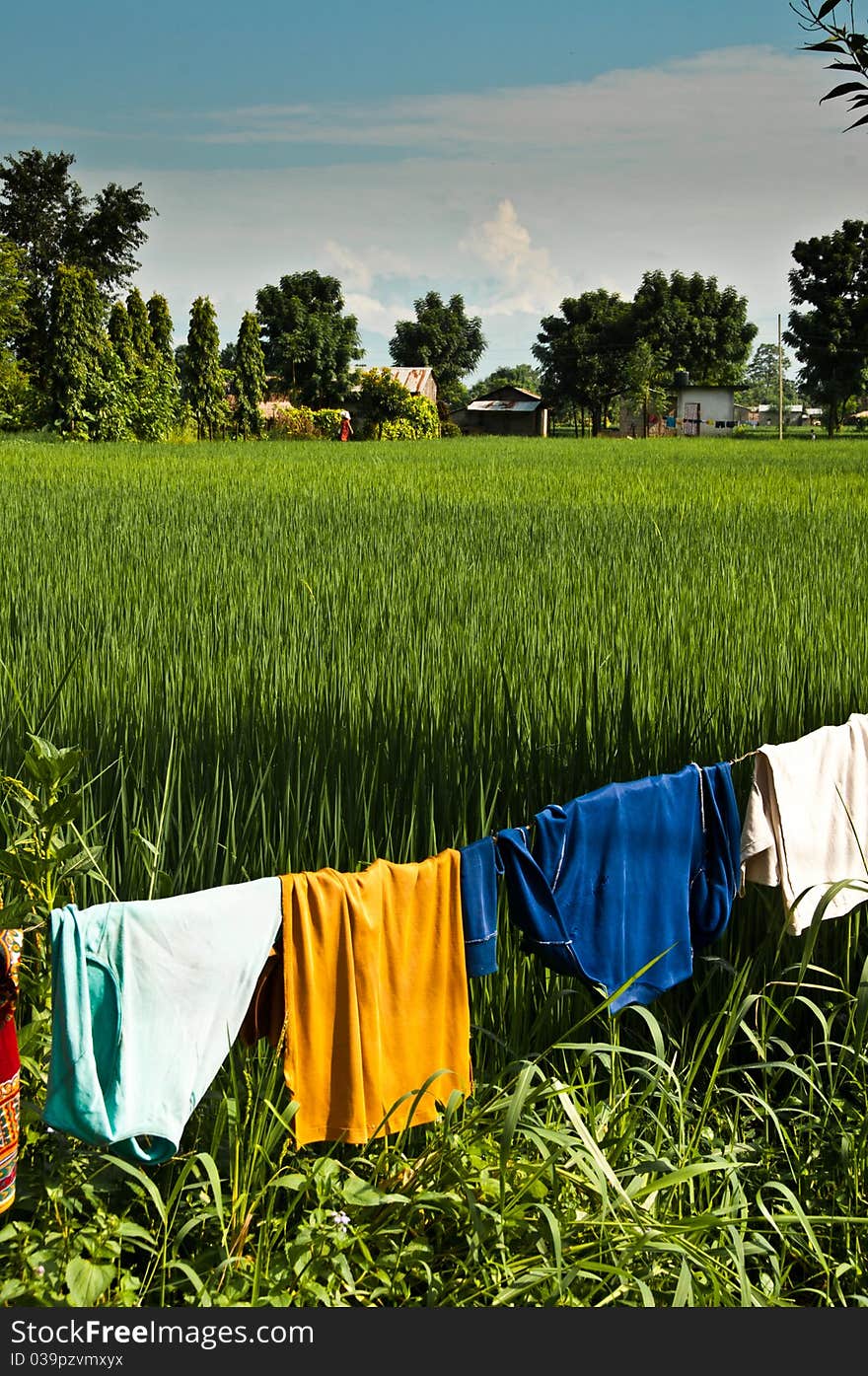 Hanging drying colorful clothes in rice field