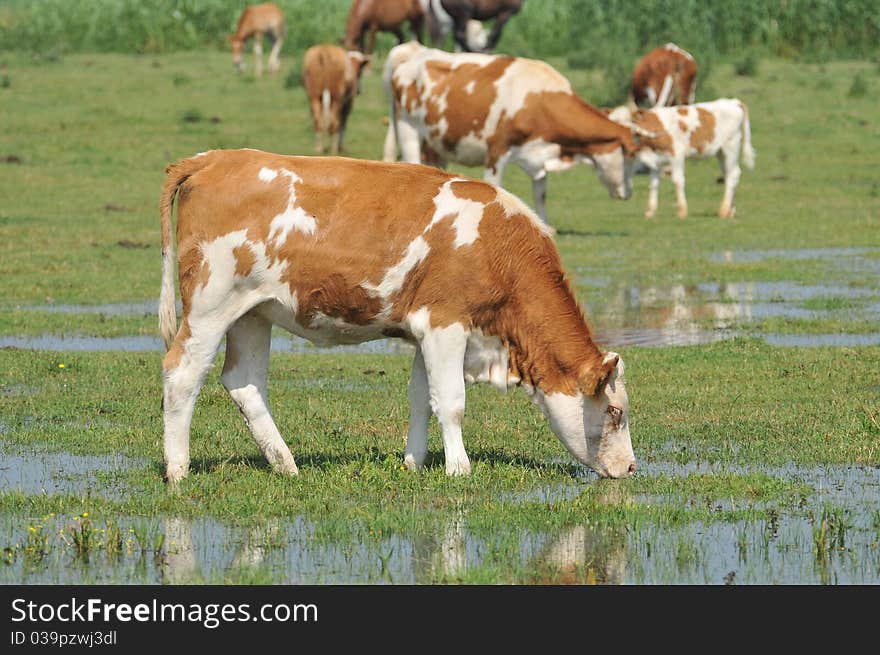 Herd of cows grazing in meadow