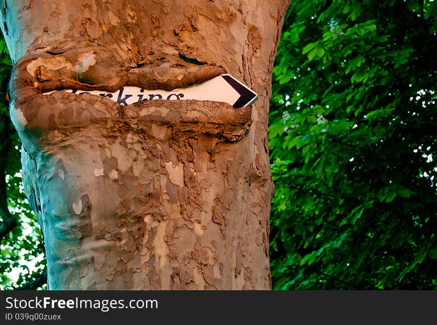 Parking sign on the tree in the bark