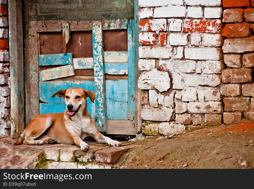 Dog in front of brick wall in Nepal