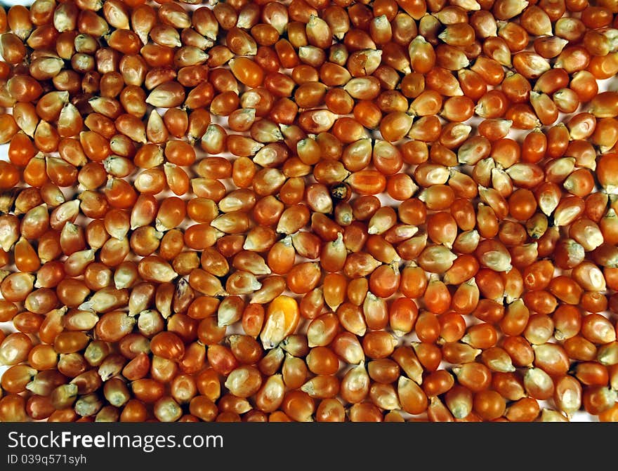 Closeup of popcorn kernels for a background