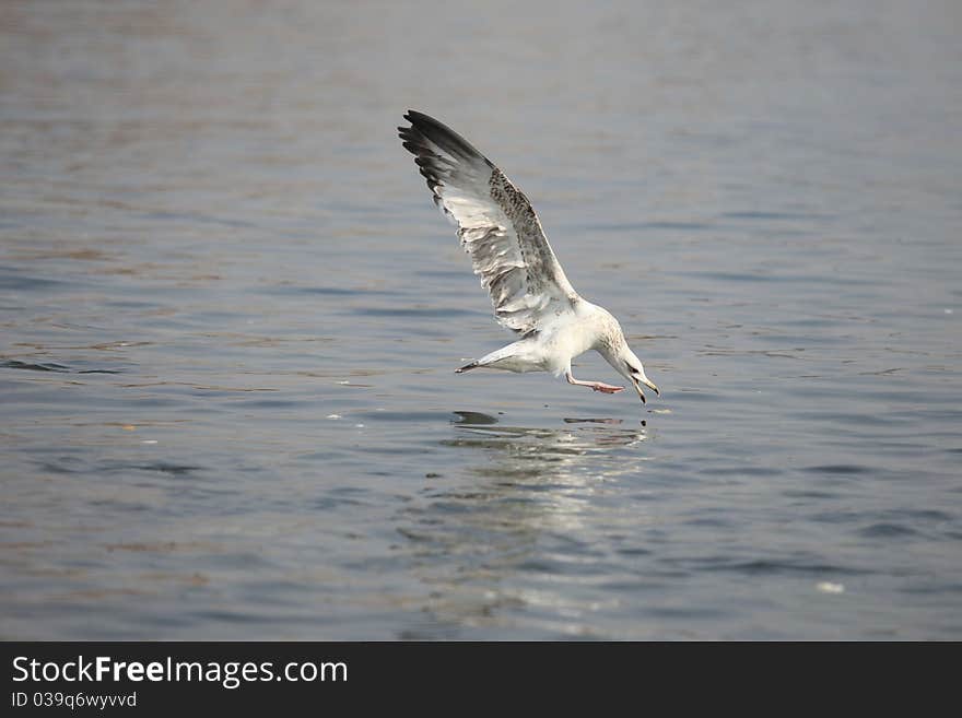 A Seagull Get His Food