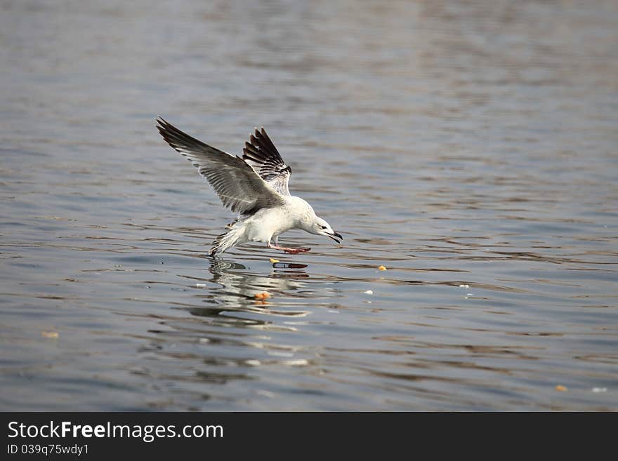 A seagull get his food