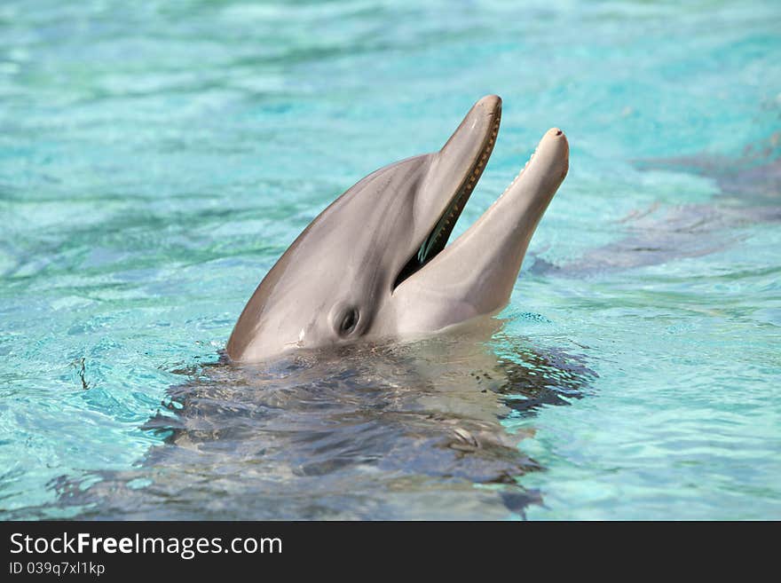 Dolphin surfacing from water