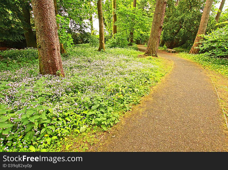 Beautifufl Spring forest with a road